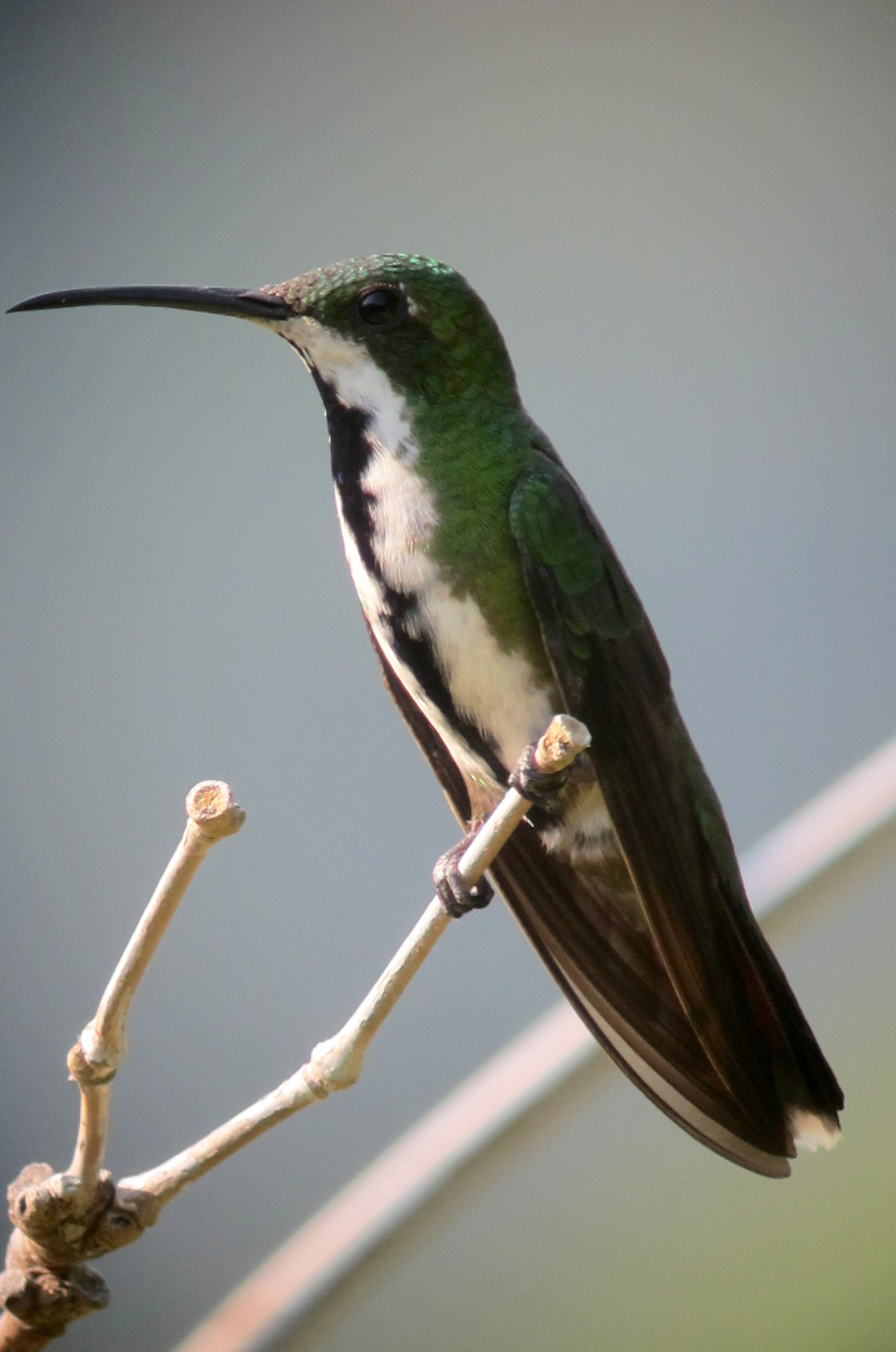 Colibrí en Minca