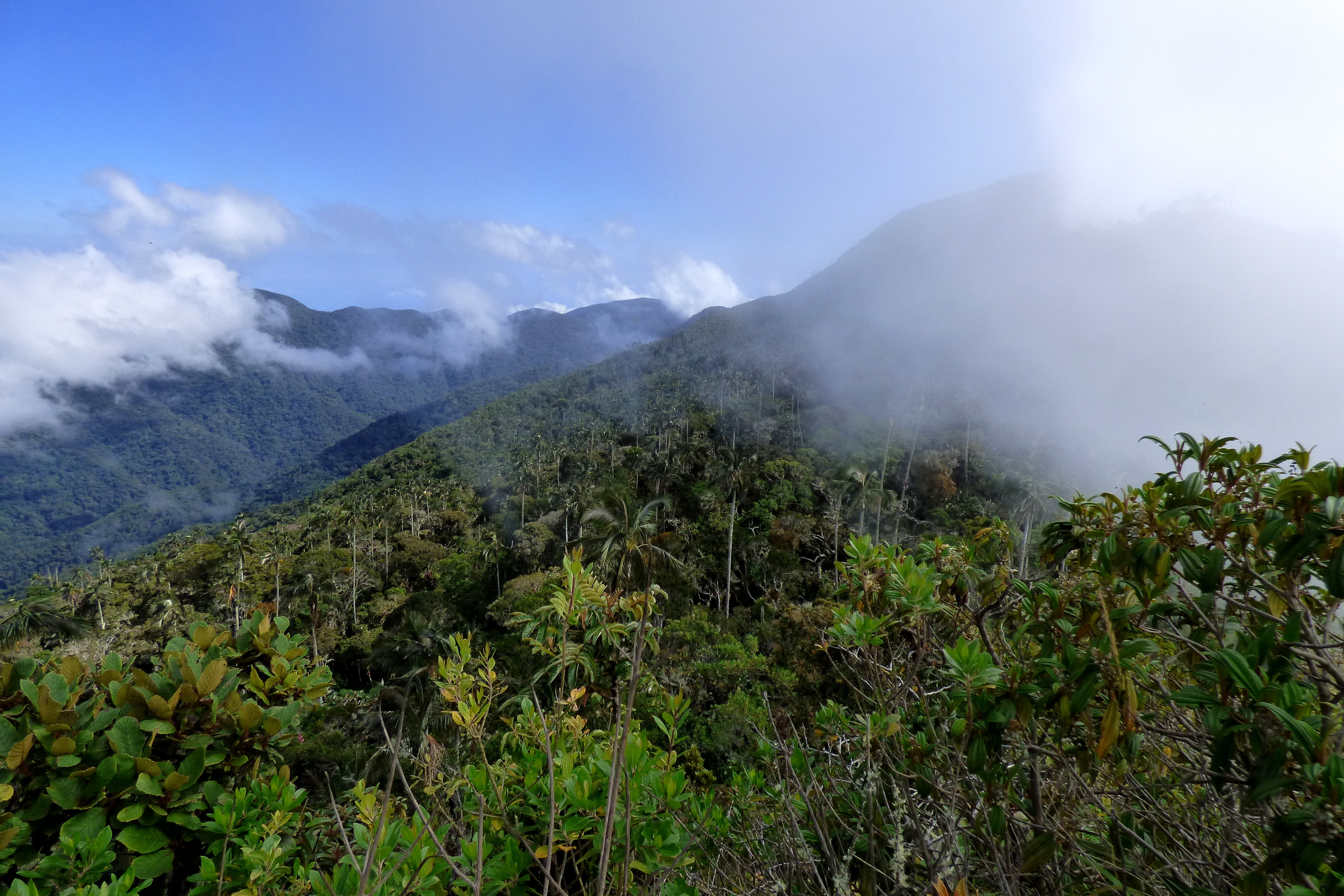 Bosque de la Sierra Nevada de Santa Marta